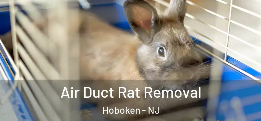  Air Duct Rat Removal Hoboken - NJ